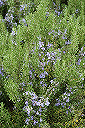 Collingwood Ingram Rosemary (Rosmarinus officinalis 'Collingwood Ingram') at Stonegate Gardens