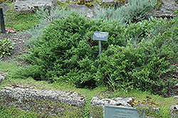 New Blue Tam Juniper (Juniperus sabina 'New Blue Tam') at Stonegate Gardens