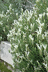 White Italian Lavender (Lavandula stoechas 'Leucantha') at Stonegate Gardens