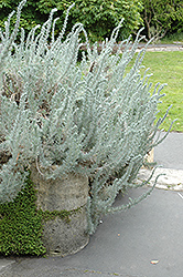 Beach Wormwood (Artemisia pycnocephala) at Stonegate Gardens