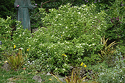 White Heliotrope (Heliotropium arborescens 'Album') at Stonegate Gardens