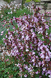 Dwarf Sage (Salvia officinalis 'Nana') at Stonegate Gardens