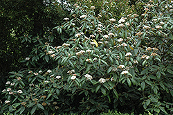 Sweet Viburnum (Viburnum odoratissimum) at Stonegate Gardens