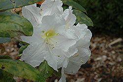 Mysterious Maddenii Rhododendron (Rhododendron 'Mysterious Maddenii') at Lakeshore Garden Centres
