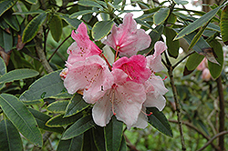 Ethel Stocker Rhododendron (Rhododendron 'Ethel Stocker') at Stonegate Gardens