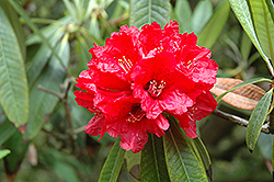 Tree Rhododendron (Rhododendron arboreum) at Stonegate Gardens