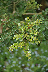 Orange-bark Myrtle (Luma apiculata) at Stonegate Gardens