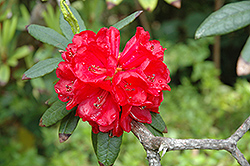 Red Rhododendron (Rhododendron delavayi) at Stonegate Gardens