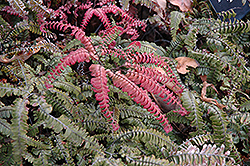 Rough Maidenhair Fern (Adiantum hispidulum) at Stonegate Gardens