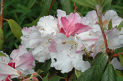 Fragrantissimum Improved Rhododendron (Rhododendron 'Fragrantissimum Improved') at Stonegate Gardens