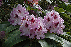 Blue Peter Rhododendron (Rhododendron 'Blue Peter') at Stonegate Gardens