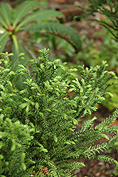 Jindai Sugi Japanese Cedar (Cryptomeria japonica 'Jindai Sugi') at Stonegate Gardens