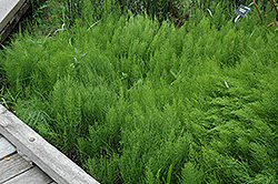 Common Horsetail (Equisetum arvense) at A Very Successful Garden Center