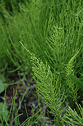 Common Horsetail (Equisetum arvense) at The Mustard Seed