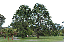 Monterey Cypress (Cupressus macrocarpa) at Stonegate Gardens