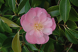 Lady Gowrie Camellia (Camellia x williamsii 'Lady Gowrie') at Stonegate Gardens