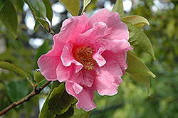 Valley Knudsen Camellia (Camellia 'Valley Knudsen') at Stonegate Gardens