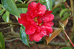 Nuccio's Ruby Camellia (Camellia 'Nuccio's Ruby') at Stonegate Gardens