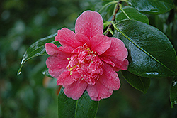Tama Beauty Camellia (Camellia japonica 'Tama Beauty') at Stonegate Gardens