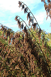 Cape Restio (Rhodocoma capensis) at Stonegate Gardens