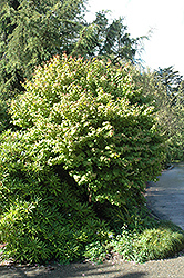 Heronswood Globe Katsura Tree (Cercidiphyllum japonicum 'Heronswood Globe') at Stonegate Gardens