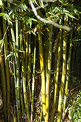 Weaver's Bamboo (Bambusa textilis) at Stonegate Gardens