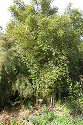 Weaver's Bamboo (Bambusa textilis) at Stonegate Gardens