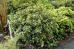 Variegated False Holly (Osmanthus heterophyllus 'Variegatus') at Stonegate Gardens