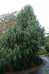 Kashmir Cypress (Cupressus torulosa 'var. cashmeriana') at Stonegate Gardens