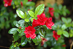 Ward's Ruby Azalea (Rhododendron 'Ward's Ruby') at Stonegate Gardens