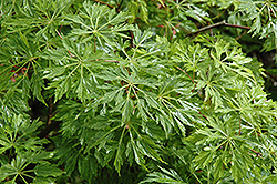 Green Cascade Maple (Acer japonicum 'Green Cascade') at Stonegate Gardens