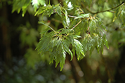 Sessilifolium Japanese Maple (Acer palmatum 'Sessilifolium') at Stonegate Gardens