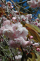 White Flowering Cherry (Prunus serrulata 'Alborosea') at Stonegate Gardens