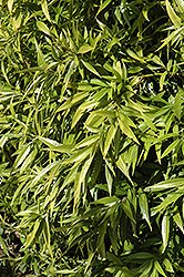 Himalayan Sweet Box (Sarcococca hookeriana) at Lakeshore Garden Centres