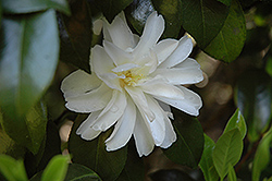 October Magic Ivory Camellia (Camellia sasanqua 'Green 99-016') at Stonegate Gardens