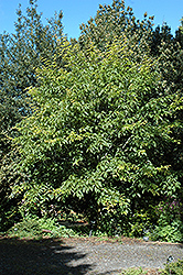 Snakebark Maple (Acer davidii) at Stonegate Gardens