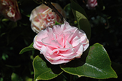 Pink Forest Camellia (Camellia 'Pink Forest') at Stonegate Gardens