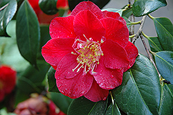 Grand Prix Camellia (Camellia japonica 'Grand Prix') at Stonegate Gardens