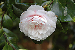 Tomorrow's Tropic Dawn Camellia (Camellia 'Tomorrow's Tropic Dawn') at Stonegate Gardens