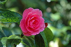 Can Can Camellia (Camellia 'Can Can') at Stonegate Gardens