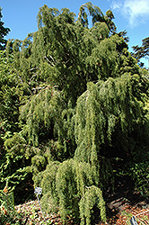 Huon Pine (Lagarostrobos franklinii) at Lakeshore Garden Centres