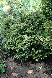 Forsteck Falsecypress (Chamaecyparis lawsoniana 'Forsteckensis') at Lakeshore Garden Centres
