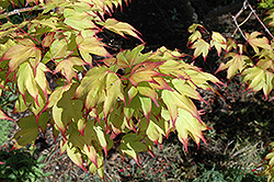 Tsuma Gaki Japanese Maple (Acer palmatum 'Tsuma Gaki') at Lakeshore Garden Centres