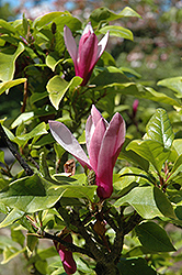 Burgundy Saucer Magnolia (Magnolia x soulangeana 'Burgundy') at Stonegate Gardens