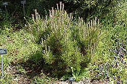 Yachio Japanese Black Pine (Pinus thunbergii 'Yachio') at Lakeshore Garden Centres