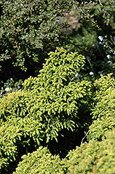 Tansu Dwarf Japanese Cedar (Cryptomeria japonica 'Tansu') at Stonegate Gardens