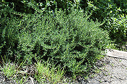 Lockwood de Forest Rosemary (Rosmarinus officinalis 'Lockwood de Forest') at Lakeshore Garden Centres
