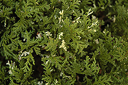 Silver Lode Falsecypress (Chamaecyparis pisifera 'Silver Lode') at Stonegate Gardens