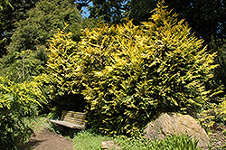 Hillier's Falsecypress (Chamaecyparis lawsoniana 'Hillieri') at Stonegate Gardens