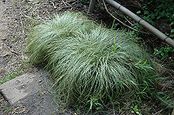 New Zealand Hair Sedge (Carex comans 'Frosted Curls') at Lakeshore Garden Centres